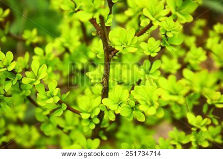 Foliage Of Berberis Thunbergii (japanese Barberry, Aurea)