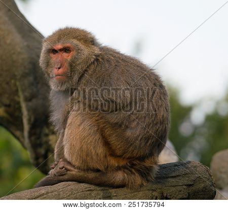 Taiwanese Formosan Rock Macaque Monkey Looking At Sunset