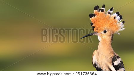 Bird With A Crest On The Head, View Wildlife, Wild Birds