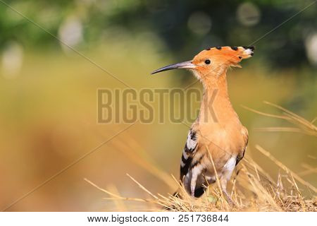 Magnificent Bird With A Tuft On His Head And Colorful Plumage, Wild Birds