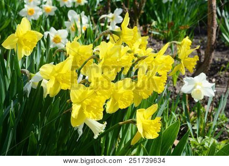 Yellow Narcissus Flower Also Known As Daffodil, Daffadowndilly, Narcissus, And Jonquil. Springtime F