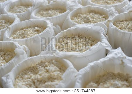 Molds With Semifinished For The Production Of Cheese. Cheese Making On A Dairy Farm. Cheese Ripening