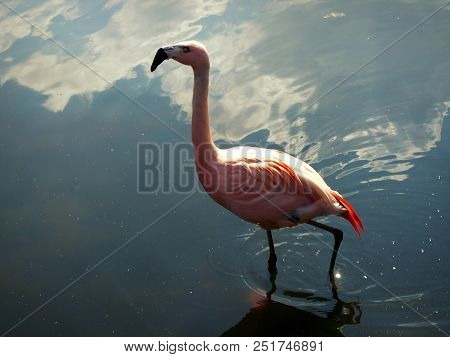 Pink Flamingo Standing In The Water With Cloud Reflection.