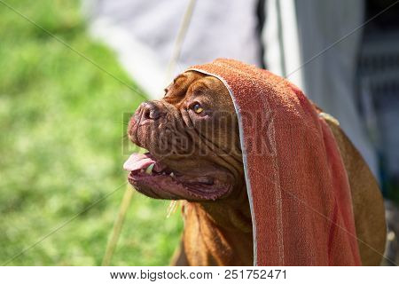 Neapolitana Mastino. Background Of Green Blurry Grass. Space Under The Text. Concept: Parodist Dogs,