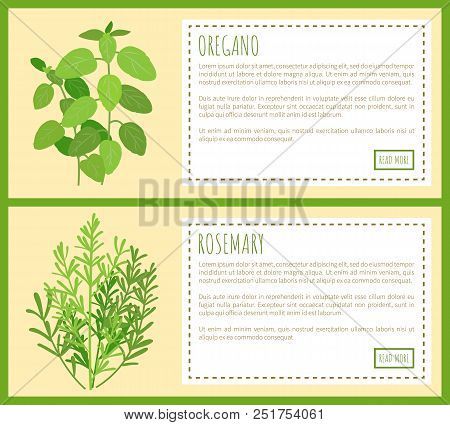 Oregano And Rosemary Bunches Banners. Edible Fragrant Herbs On Posters With Sample Text. Fresh Piqua