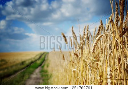 Wheat Field Under Cloudy Blue Sky In Ukraine