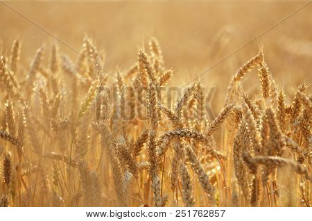 Wheat Field Under Cloudy Blue Sky In Ukraine