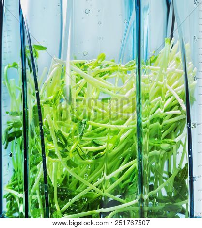 Green Smoothie. Ingredients  For Green Smoothie In Blender Clouseup. Ingredients  Such As: Sprouts.