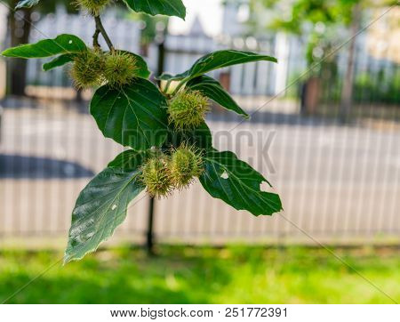 Edible Chestnut Fruit On A Green Branch With Leaves