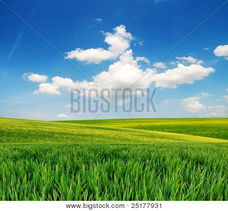 緑の夏の牧草地