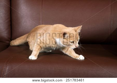 Red-haired Kitten Trying To Jump Off A Brown Sofa