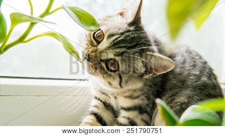 Lovable Scottish Fold Cat Window Plant Happy