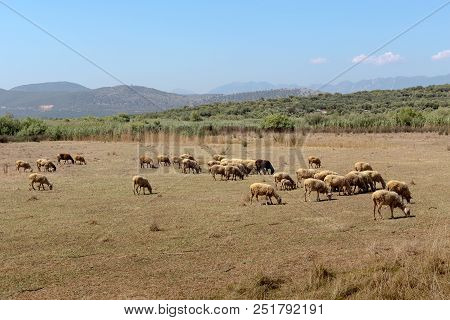 A Herd Of Sheep Grazing On A Mountain Meadow With Grass On A Sunny Spring Evening (epirus, Greece).