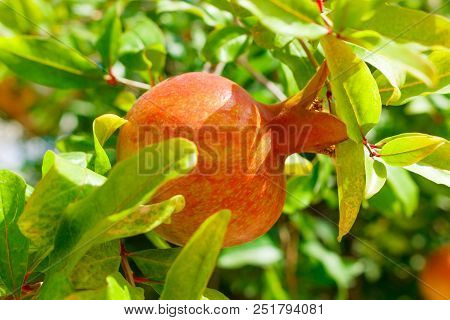 Young Pomegranate Fruits On The Tree In Fruit Garden.