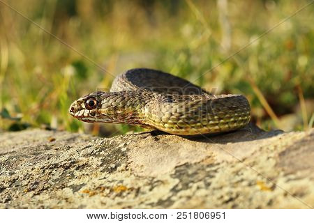 Full Length View Of Eastern Montpellier Snake Basking In Natural Habitat ( Malpolon Insignitus )