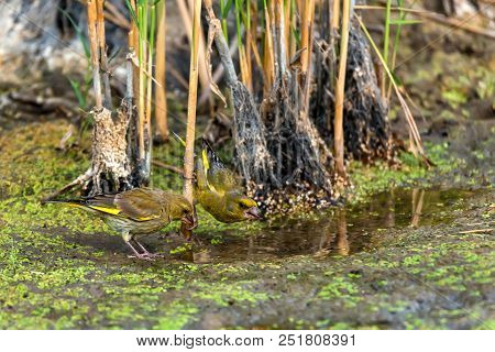 Close Up Two Beautiful European Greenfinches Or Chloris Chloris Drink Water From River