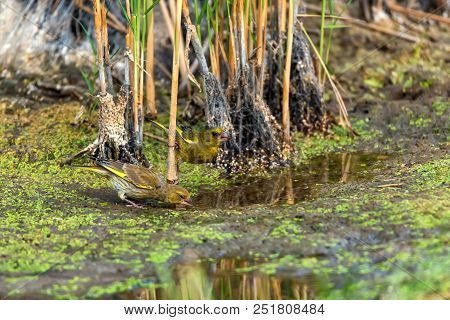 Close Up Two Beautiful European Greenfinches Or Chloris Chloris Drink Water From River