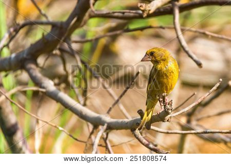 Close Up Male European Greenfinch Or Chloris Chloris Perching On Twig In Nature