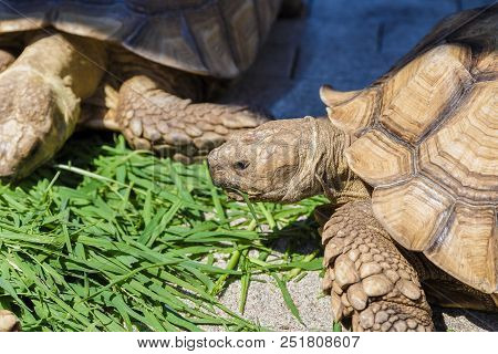 Radiated Tortoise Eating Grape Leaves In The Garden, Portrait Of Radiated Tortoise, The Radiated Tor