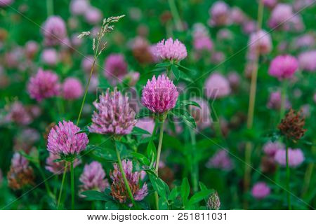 Field Of Clover Flowers At Evening Time