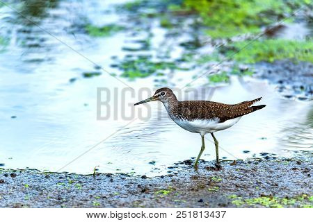 Close Up Beautiful Green Sandpiper Or Tringa Ochropus Walking Near Water