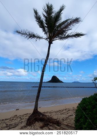 Coconut Tree On Beach With Mokoliʻi Isalnd Or Chinaman's Hat In The Distance
