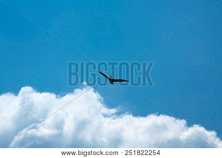 Blue Sky With White Clouds And Flying Pelican In Greece