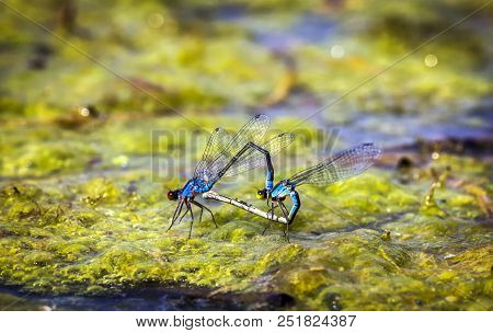 Dragonflies In Tandem When Laying Eggs In The Pond