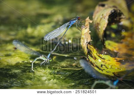 Dragonflies In Tandem When Laying Eggs In The Pond