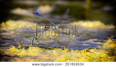 Dragonflies In Tandem When Laying Eggs In The Pond