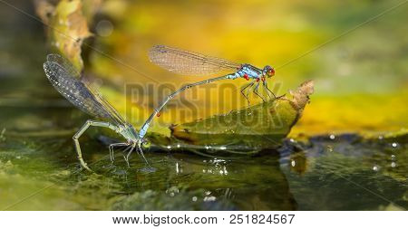 Dragonflies In Tandem When Laying Eggs In The Pond