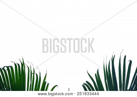 Coconut Leaves On White Isolated Background For Green Foliage Backdrop