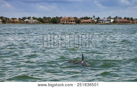 Bottlenose Dolphin Tursiops Truncatus Swims Along The Shoreline Of Cape Romano