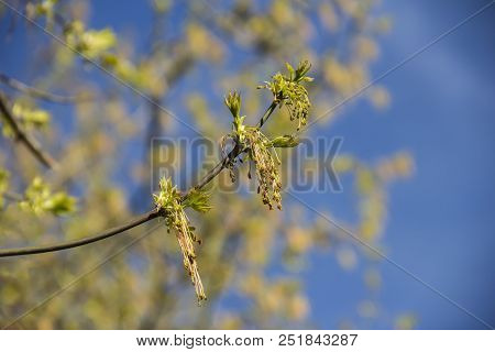 Spring Blossoming Of The Ash-leaved Maple Tree, Acer Negundo, Close Up Shot Against Blurry Branches 
