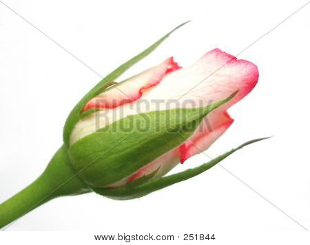 Singolo germoglio di Rose rosse su sfondo bianco