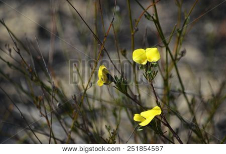 Yellow Flowers Of The Australian Native Dainty Wedge Pea, Gompholobium Glabratum, Growing In Heath A