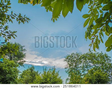 Tree And Blue Sky In The Park,beautiful Sky