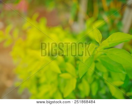 Close Up Beauty Green Leaf In The Park,green Nature In The City