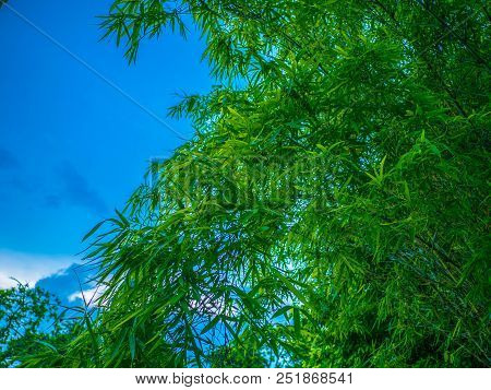 Green Tree And Blue Sky Background In The Park