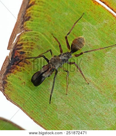 Macro Photography Of Ant Mimic Jumping Spider On Back Of Banana Leaf
