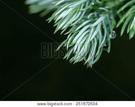 Macro Photography Of Juniperus Squamata Or Himalayan Juniper Isolated On Background