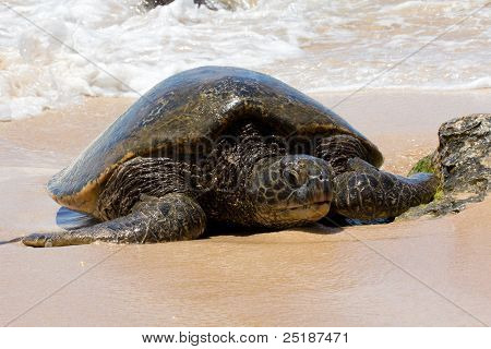 Żółw na plaży