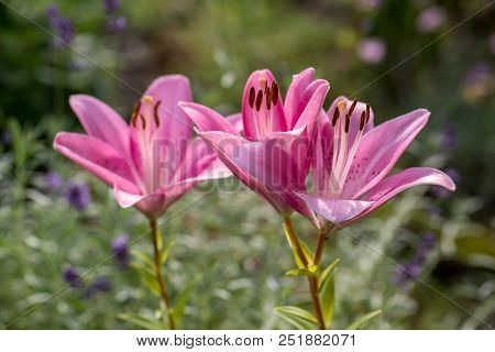 Close-up Of Pink Liles Flowers.  Common Names For Species In This Genus Include Fairy Lily Rainflowe