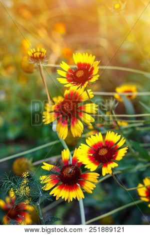 Beautiful Bright Yellow Flower Rudbeckia On  Blooming Green Meadow