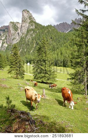 Cows In A Meadow Along Vallunga Valley Above Selva With  Saint Silvestro Chapel In The Background, V