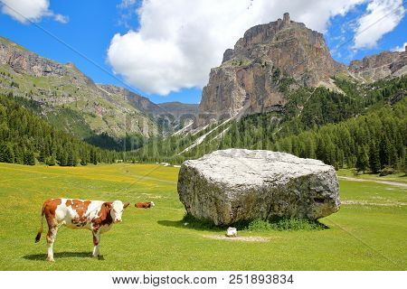 Cows In A Meadow Along Vallunga Valley Above Selva, Val Gardena, Dolomites, Italy