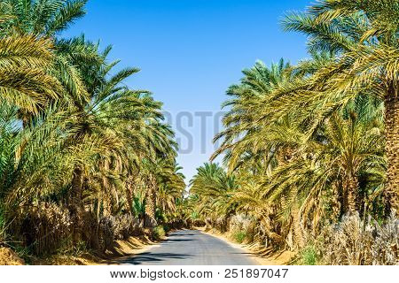 Road Through An Oasis In Tamacine - Algeria, North Africa