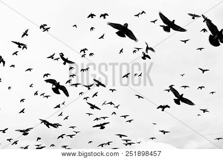 Bird Flying Sky Birds Flock Flight Fly Nature Blue Animal Wildlife Geese Silhouette Migration Clouds