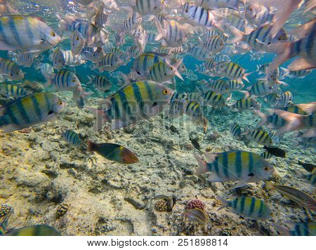 Dascyllus Fish School In Blue Sea. Underwater View Of Coral Fish Flock. Black And White Striped Trop