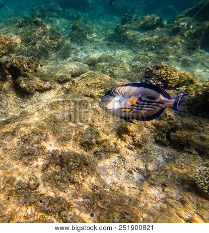 The Sohal Face Surgeonfish Or Sohal Tang, Acanthurus Sohal